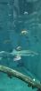 PICTURES/Oregon Coast Aquarium - Newport/t_Fish1.jpg